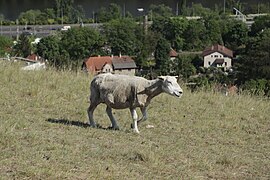 Overview of sheep at nature reserve Prokopské údolí in Hlubočepy, Prague.jpg