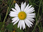 White daisy (Leucanthemum vulgare)