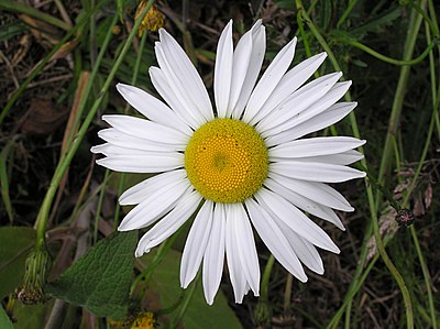 Ox-eye daisy