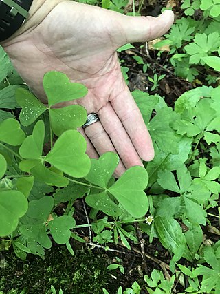 <i>Oxalis grandis</i> Species of flowering plant