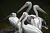 Pelican alb (Zoo Amiens) .JPG