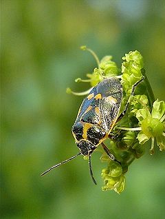 Rapsinė skydblakė (Eurydema oleracea)