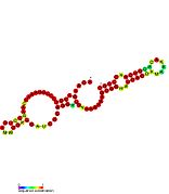 P31: Secondary structure taken from the Rfam database. Family RF01676