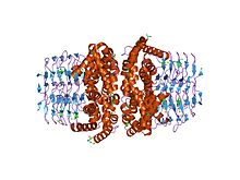 Serine O-acetyltransferase httpsuploadwikimediaorgwikipediacommonsthu