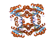 2pd6: Structure of human hydroxysteroid dehydrogenase type 8, HSD17B8