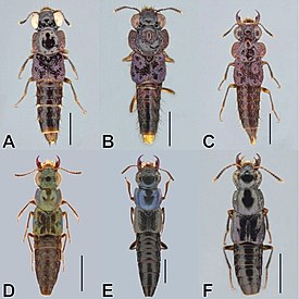 Bolitogyrus divisus (A), Bolitogyrus cornutus (B), Bolitogyrus bufo (C), Bolitogyrus viridescens (D), Bolitogyrus bechyneorum (E) and Bolitogyrus marquezi (F)