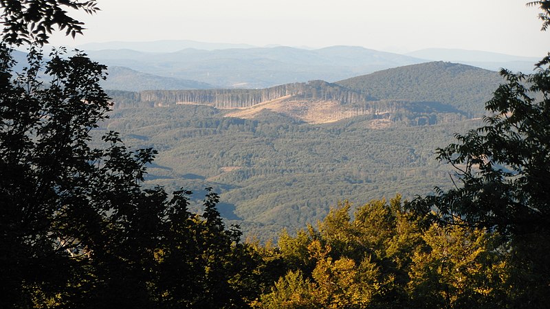 File:POHĽAD NA VYRÚBANÝ MALOKARPATSKÝ LES - panoramio.jpg