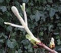 Aesculus hippocastanum bud opening in spring