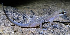 Description de l'image Pachydactylus atorquatus (cropped).jpg.