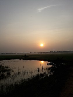 Paddy fields in Godda