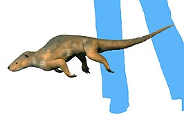 Palaeosinopa