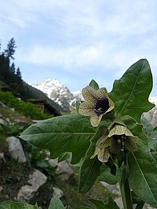 A plant species in Palas Valley Palas Valley3.jpg