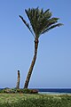 Palme in Ägypten am Roten Meer. 2H1A0110WI.jpg