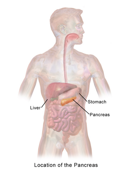 File:Pancreas Location.png