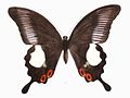 Papilio iswara (Great Helen)