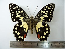 Papilio demoleus male Papilio demoleus01.JPG