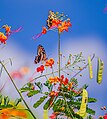 "Papillons_recueillant_du_pollen.jpg" by User:ZOUNON Fernando
