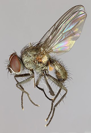 <i>Paradelia intersecta</i> Species of fly