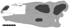 Skull of Paranthodon