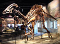 Скелет паразавролофа