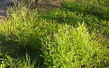 Parthenium weed at Lake Galilee (Queensland)