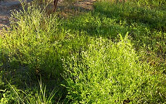 Parthenium weed at Lake Galilee (Queensland) Parthenium weed.jpg