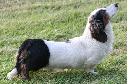 A double dapple long-haired dachshund