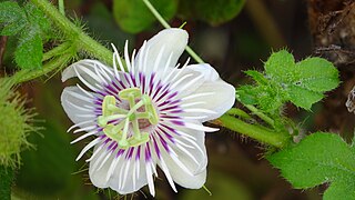 Passiflora passion flower.jpg