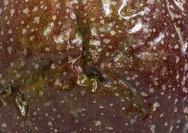 File:Passionfruit exterior closeup.jpg