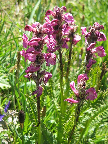 File:Pedicularis rostratospicata02.jpg