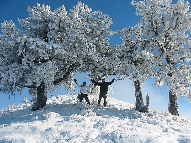 File:Pemët e mbuluara me dëborë.JPG