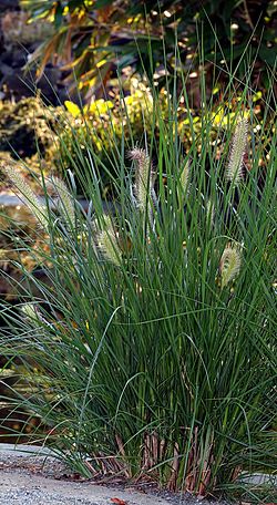 Koristesulkahirssi (Pennisetum alopecuroides)