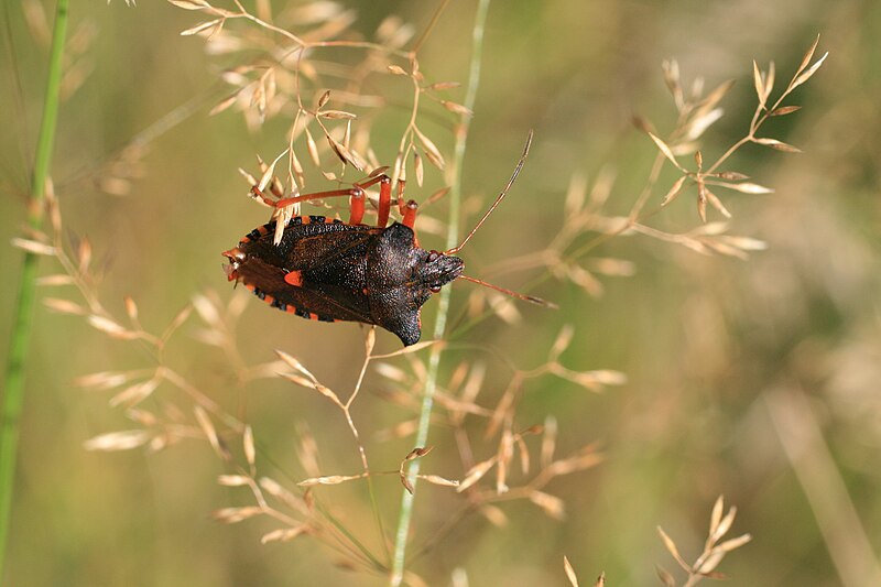 File:Pentatoma rufipes in grass.JPG