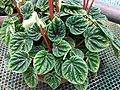 皱叶椒草 Peperomia caperata