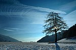 Larch (Larix decidua)