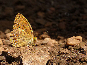 Phalanta alcippe (Small Leopard)