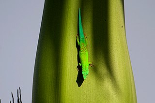 <span class="mw-page-title-main">Andaman day gecko</span> Species of lizard