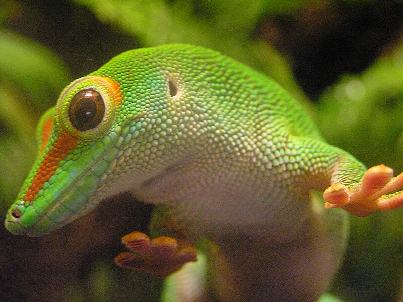 File:Phelsuma madagascariensis madagascariensis Flickr.jpg