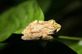 <i>Philautus tectus</i> species of amphibian