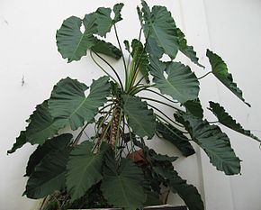 Descrizione dell'immagine Philodendron_speciosum_01_by_Line1.jpg.