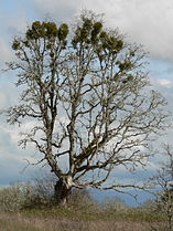 Pacific mistletoe on Oregon white oak in the Finley NWR