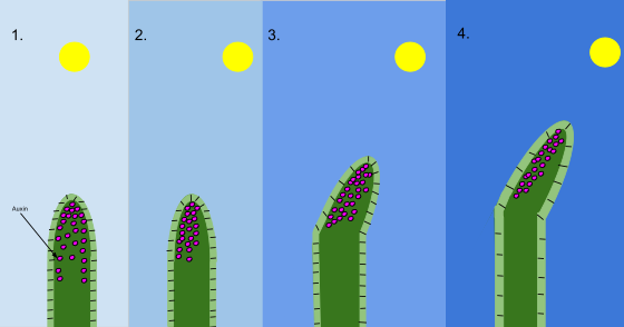 1 An oat coleoptile with the sun overhead. Auxin (pink) is evenly distributed in its tip. 2 With the sun at an angle and only shining on one side of the shoot, auxin moves to the opposite side and stimulates cell elongation there. 3 and 4 Extra growth on that side causes the shoot to bend towards the sun.[159]