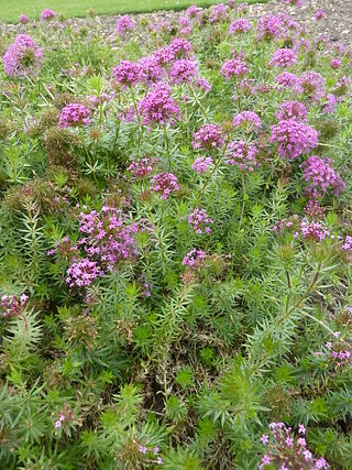 <i>Phuopsis stylosa</i> Species of flowering plant in the madder family Rubiaceae