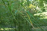 Thumbnail for Phyllostachys platyglossa