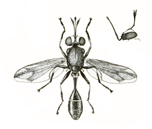 Physocephala tibialis.png