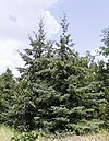 Picea glauca.jpg