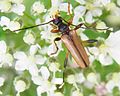 Miniatura para Pidonia lurida