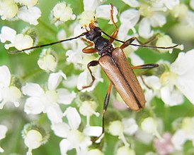 Pidonia lurida