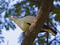 Pied Imperial Pigeon ( Ducula spilorrhoa) - Flickr - Lip Kee.jpg