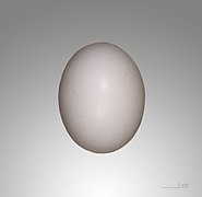 Яйце припутня в оологічній колекції